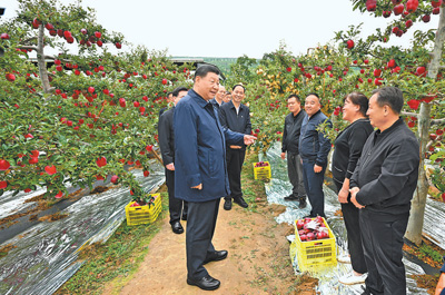 9월 10일부터 13일까지 중공중앙 총서기, 국가주석, 중앙군위 주석 습근평은 감숙에서 고찰했다. 사진은 11일 오전 습근평이 천수시 맥적구 남산화우사과기지에서 고찰할 때 과수원에 들어가 재배, 기술과 관리 관련 정황을 알아보고 있는 장면이다(신화사 기자 사환치 촬영).