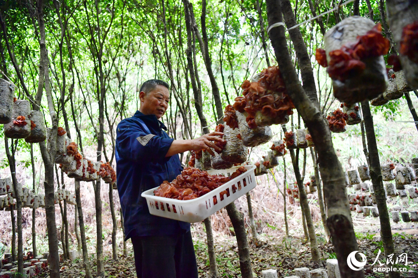광창현 우강림장의 록음아래에서 마을 사람들이 성숙한 목이버섯을 따고 있다(인민넷 기자 시우 찍음).