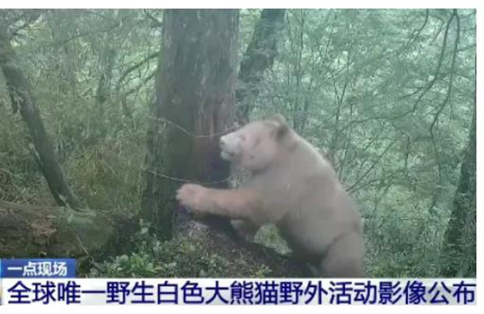 세계 유일! 다크써클 없는 참대곰 나타났다→