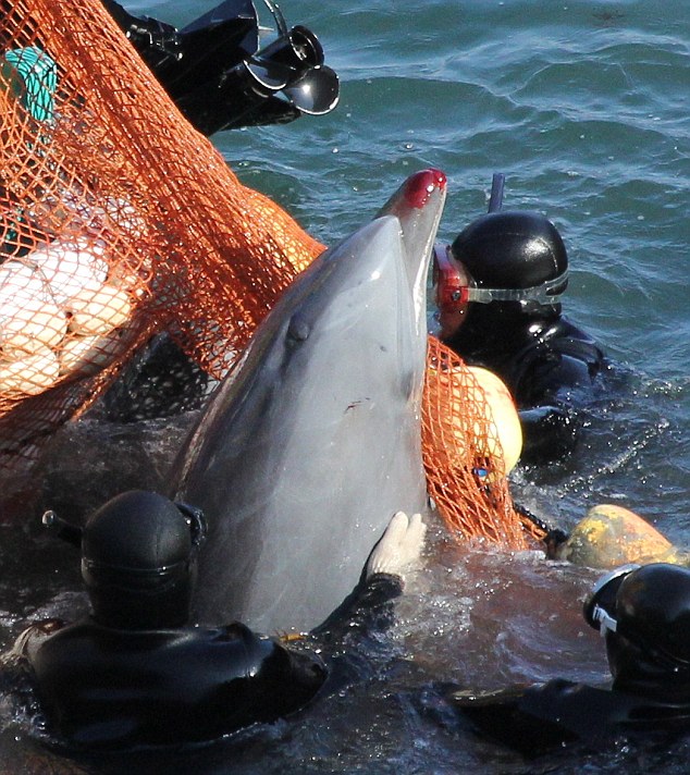 일본 돌고래에 대한 잔인한 포획과 거래 내막