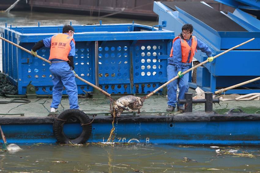 상해 송강, 금산구 수역에서 2800여마리의 죽은돼지 건져