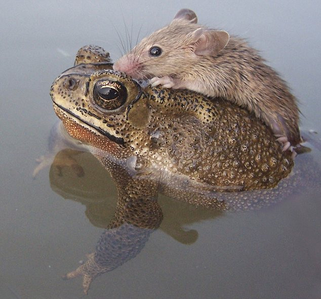 쥐를 위기에서 건져준 두꺼비