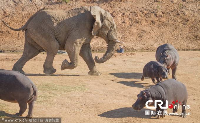 [동물세계]코끼리와 하마의 대결