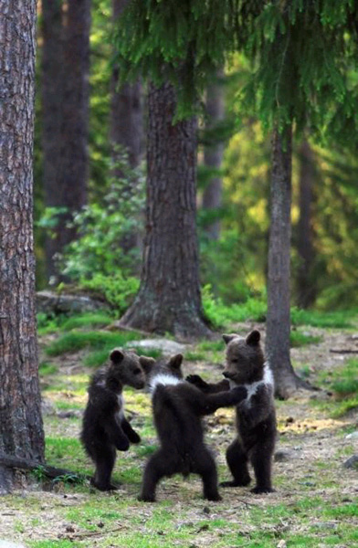 숲에서 춤추는 세마리 새끼 곰 화제