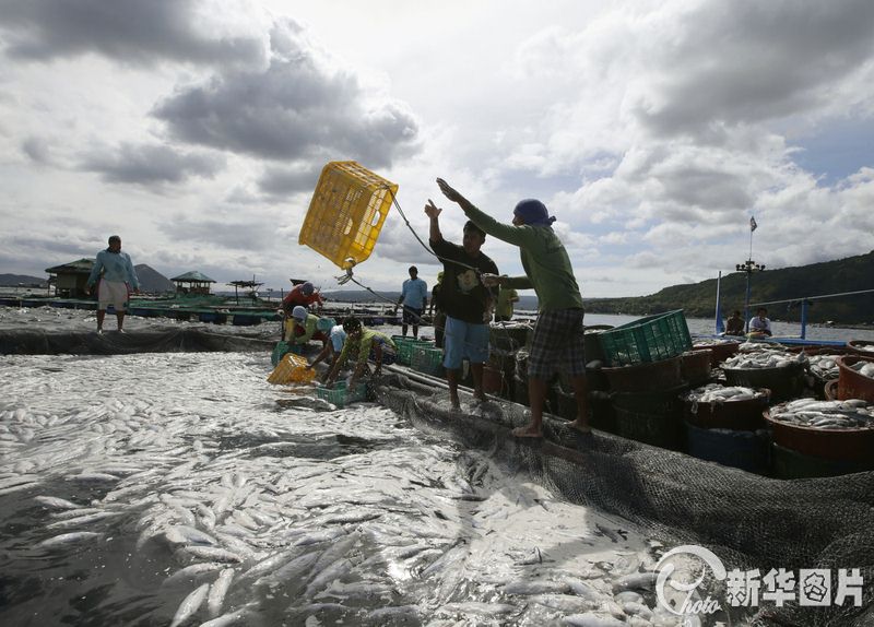 필리핀 타타얼호 대량의 죽은 물고기 출현, 화산분출물이 초래한 결과