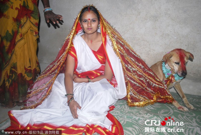 인도, 액운을 물리친다고 유기견과 결혼