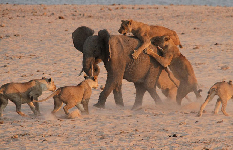 아프리카코끼리 홀로 14마리 주린 사자와 박투, 아슬아슬하게 목숨 건져