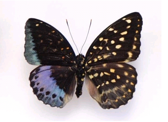 왼쪽은 수컷， 오른쪽은 암컷， “자웅모자이크” 나비 발견