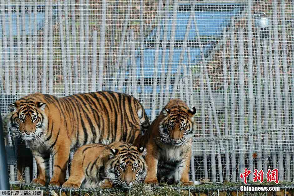 호랑이 삼둥이들 한돐 생일 맞이, 런던동물원 큰 선물 준비