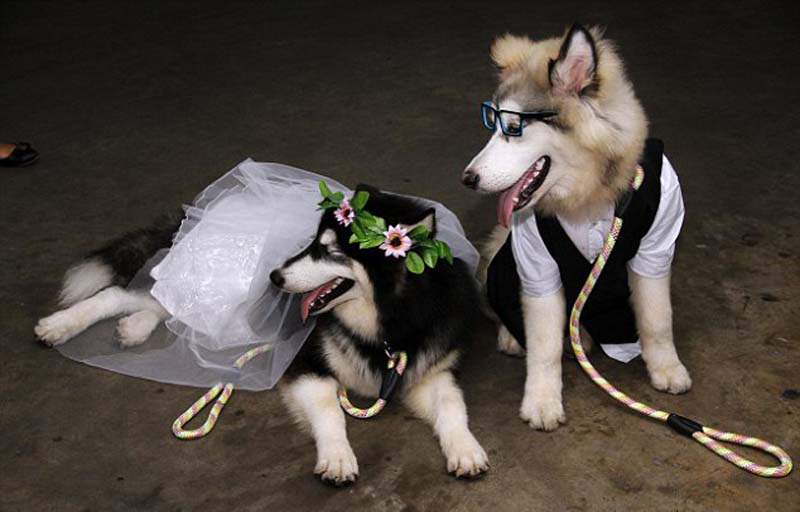 인도네시아 애완견 두마리 결혼식 올려, 100여명 참석