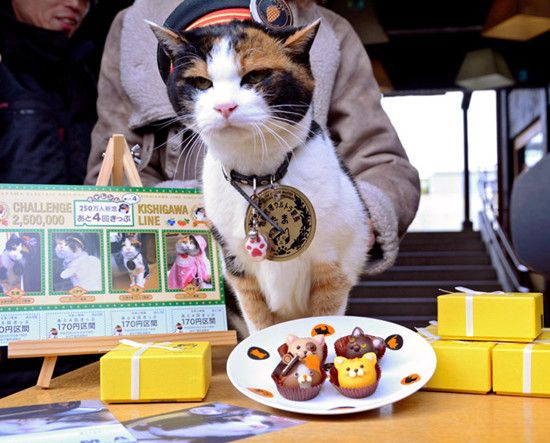 일본 16살 고양이를 위해 생일파티 개최