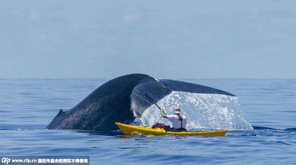 대형 흰수염고래 인도양에 나타나, 카누애호가 근거리 접촉