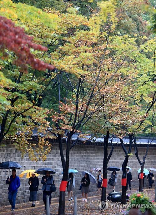 한국 서울지역 가을비 맞이, 단풍잎 아름다운 가을풍경 연출