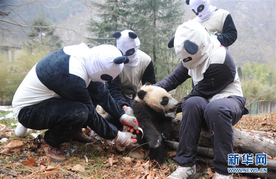 사천: 세마리 새끼참대곰 야외생존훈련 참가