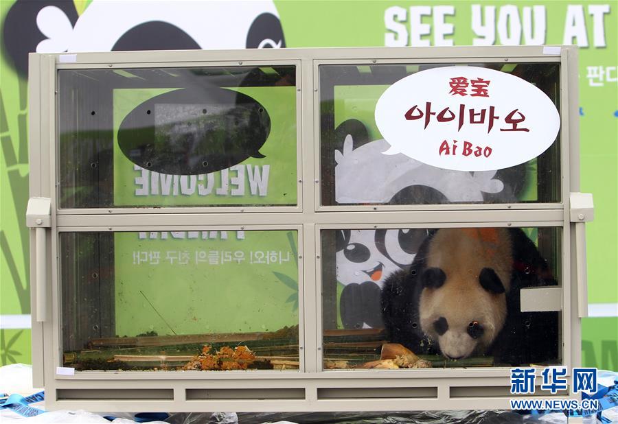 참대곰 두마리 한국에 안전하게 도착, 15년간의 체류생활 시작