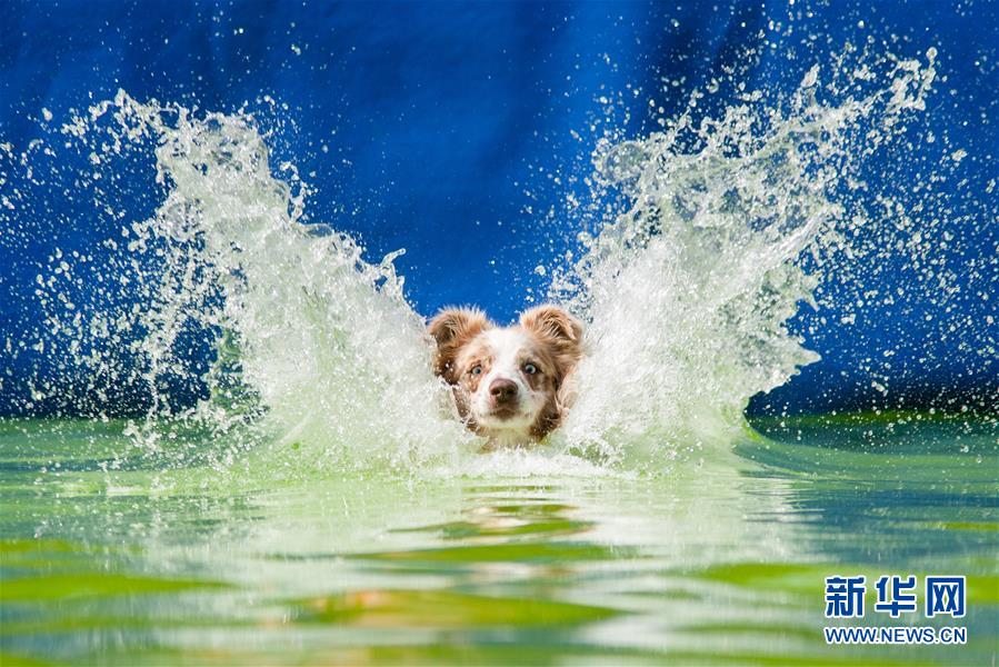 귀여운 강아지들의 다이빙경기