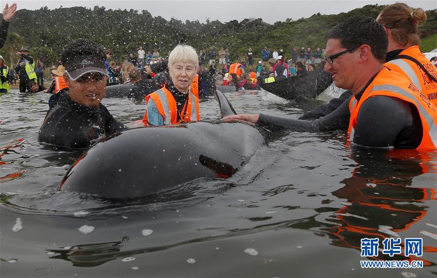 뉴질랜드, 한 마음으로 고래 구조