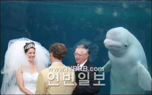 결혼식에 쓱~ 끼여든 흰돌고래