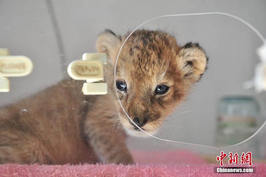 운남 야생동물원, 귀여운 아기사자 새 식구 늘어나