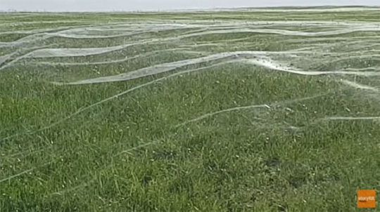 수백만마리 거미가 만든 거미줄 파도