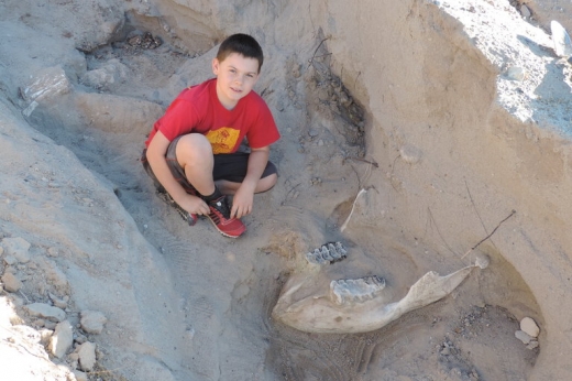 9살 소년, 놀다 넘어져 발견한 120만년전 동물 화석