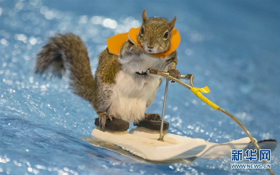 귀여운 다람쥐의 서핑