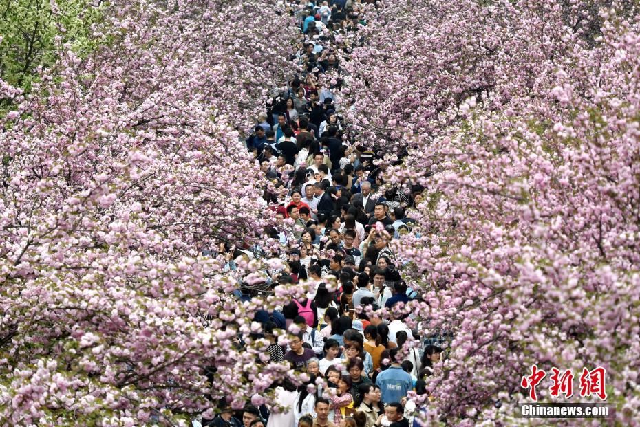 중국과학기술대학 ‘벚꽃거리’에 관광객 만여명 몰려와