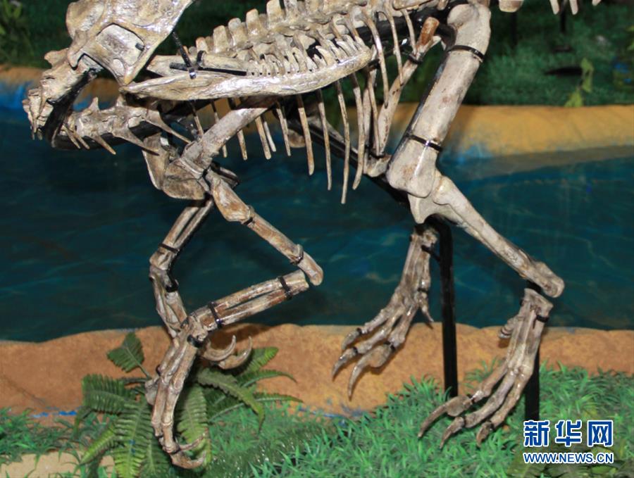 산동 주성, 소형 수각류(兽脚类) 공룡 '조씨수각공룡' 발견