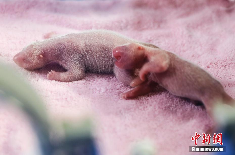 2018년 전세계 첫번째 사육 참대곰 쌍둥이 탄생