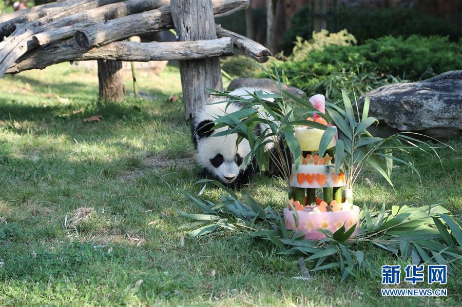 프랑스 첫 새끼참대곰 한돌 생일 경축