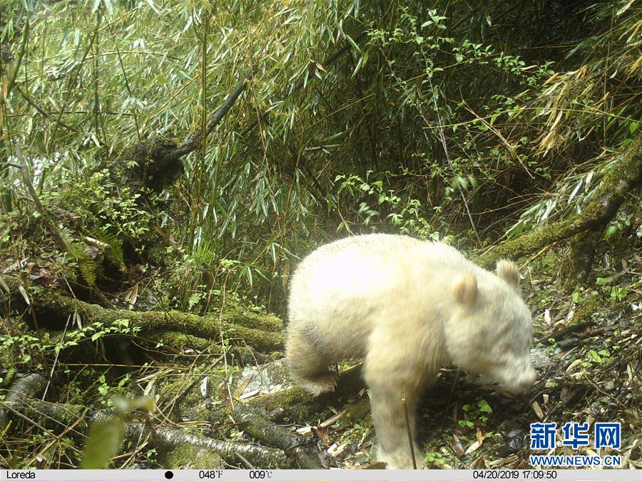 사천 와룡서 첫 흰색 참대곰 사진 촬영