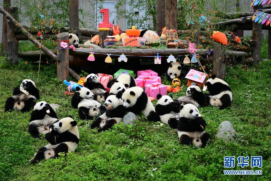 사천 와룡, 2018년에 태여난 새끼참대곰 생일파티 열어