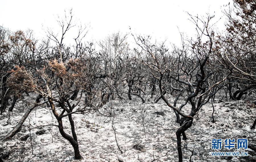 오스트랄리아 뉴사우스웨일스주 삼림화재로 긴급상태 돌입