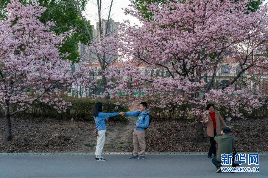 상해: 일찍 핀 벚꽃 시민들을 도취시켜
