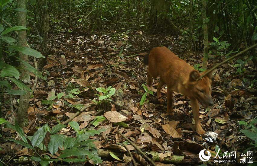 운남 보이: 국가1급 보호동물 승냥이 포착